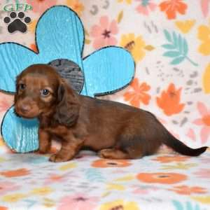 Tator Tot, Dachshund Puppy